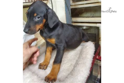 doberman pinscher for sale missouri